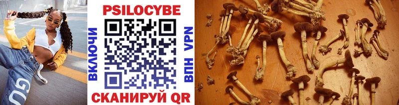 Псилоцибиновые грибы Cubensis  купить закладку  Бакал 